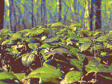 wintergreen